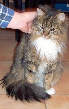 0_missing_female