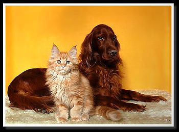 CLICK AND MEET OUR DOG